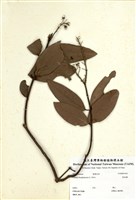 藏品(猿尾藤)的圖片